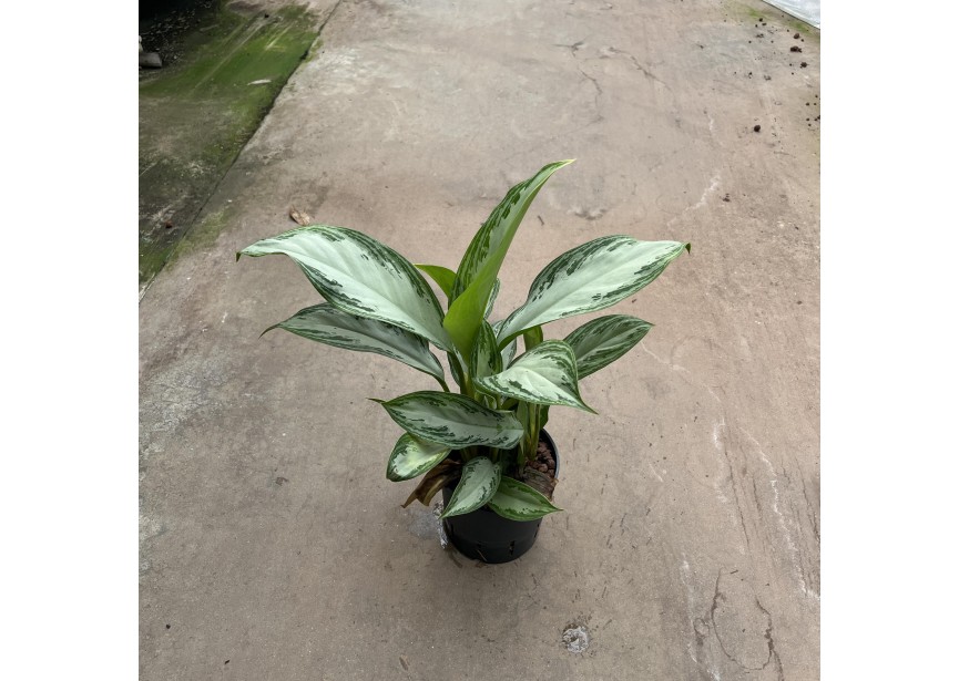 AGLAONEMA SILVER BAY 13/12 H30