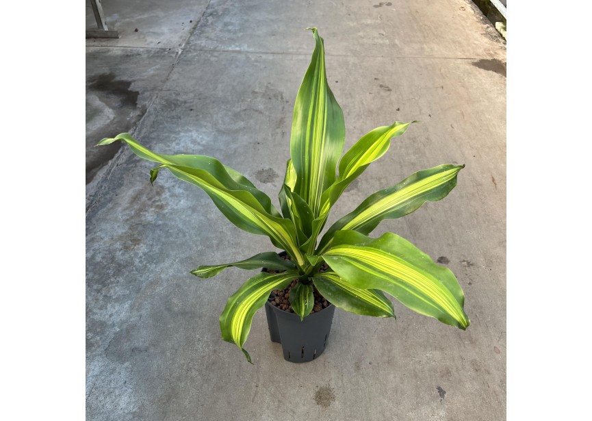 DRACAENA BURLEY KOP 1PP 15/19 H60