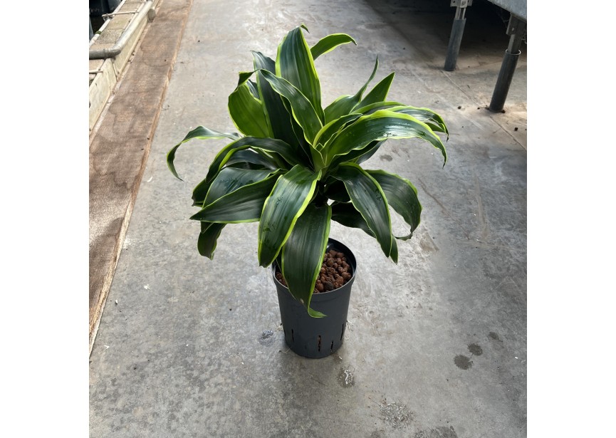 DRACAENA DORADO STAMM 15CM 15/19 H4/50