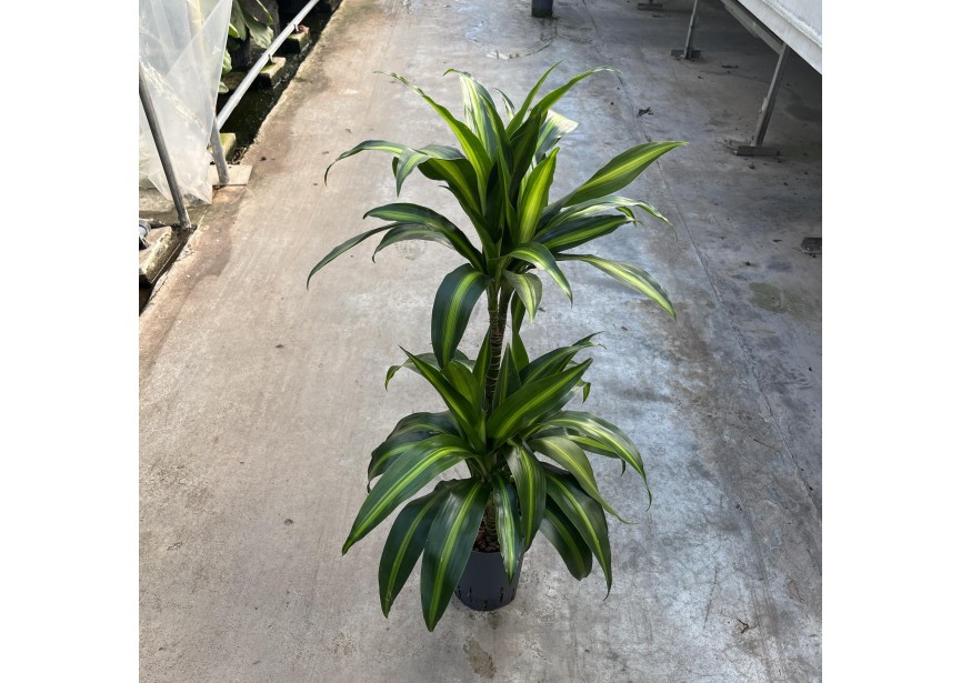 DRACAENA HAWAIAN SUNSHINE (45/15) 15/19 H80