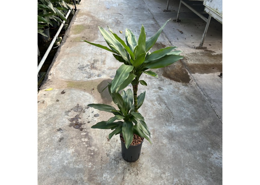 DRACAENA JANET LIND (45/15) 15/19 H80