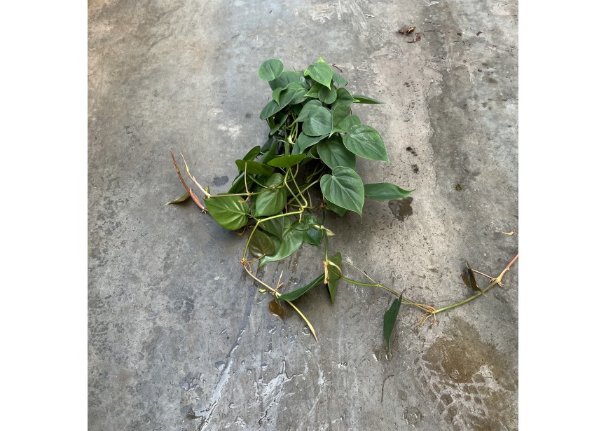 PHILODENDRON SCANDENS 13/12 L80