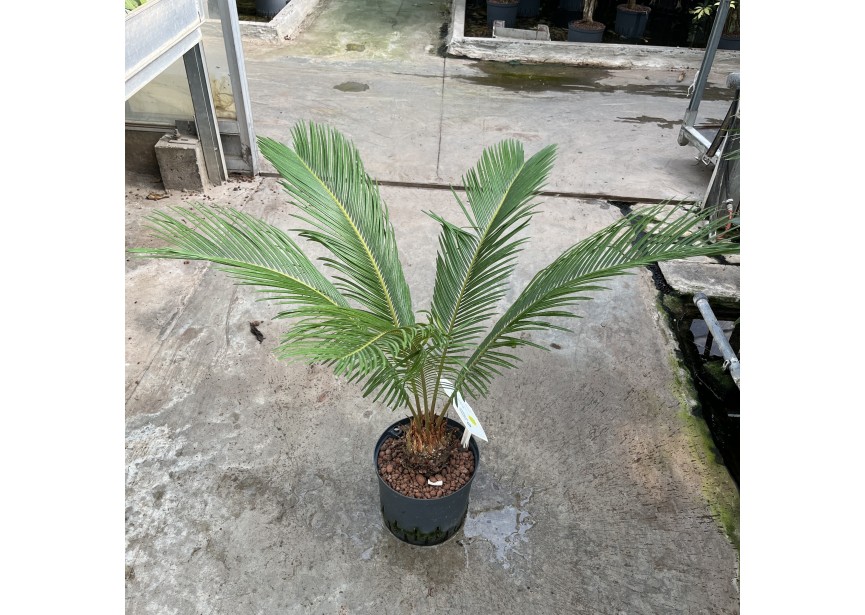 CYCAS REVOLUTA  22/19 H70