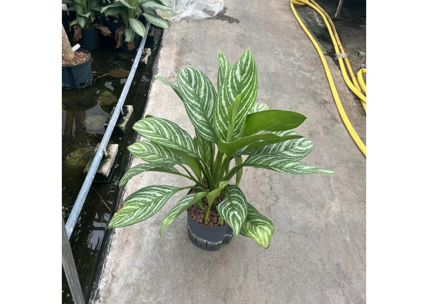 AGLAONEMA STRIPE 22/19 H70