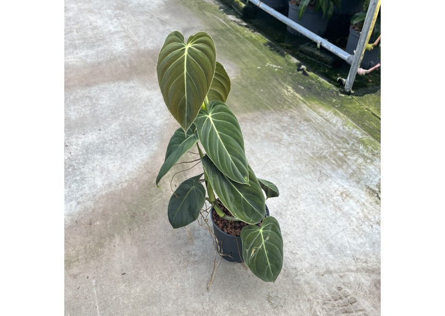 PHILODENDRON  MELANOCHRYSUM  13/12 H30