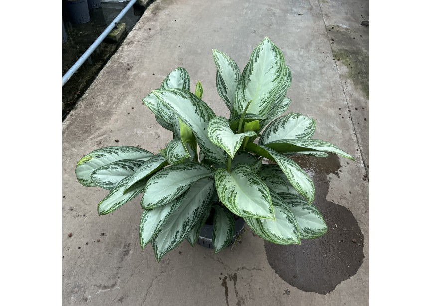 AGLAONEMA SILVER BAY 25/19 H50