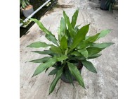 DRACAENA JANET CRAIG  KOP 5PP 25/19 H70