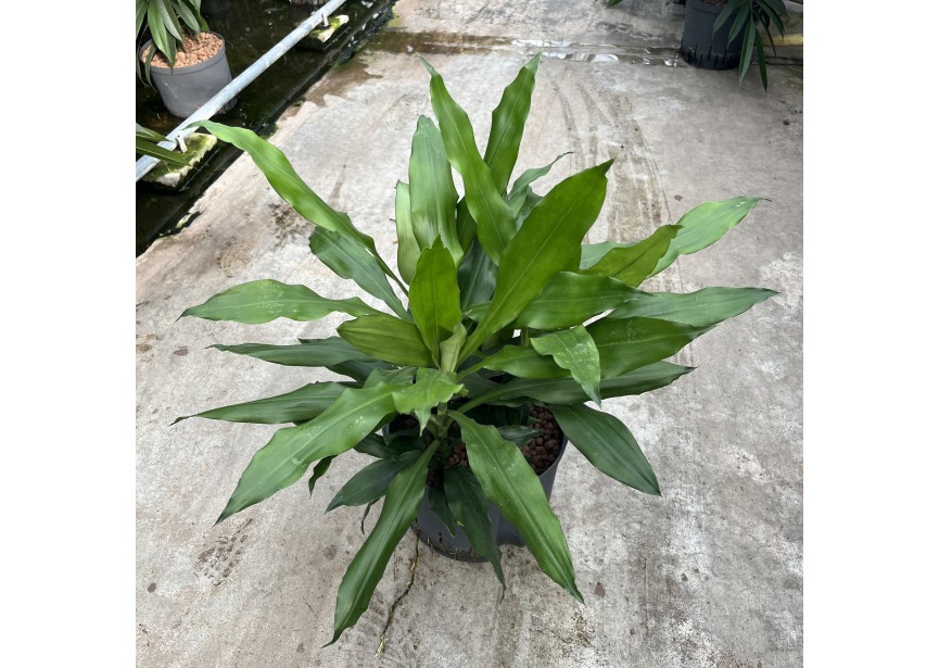 DRACAENA JANET CRAIG  KOP 5PP 25/19 H70