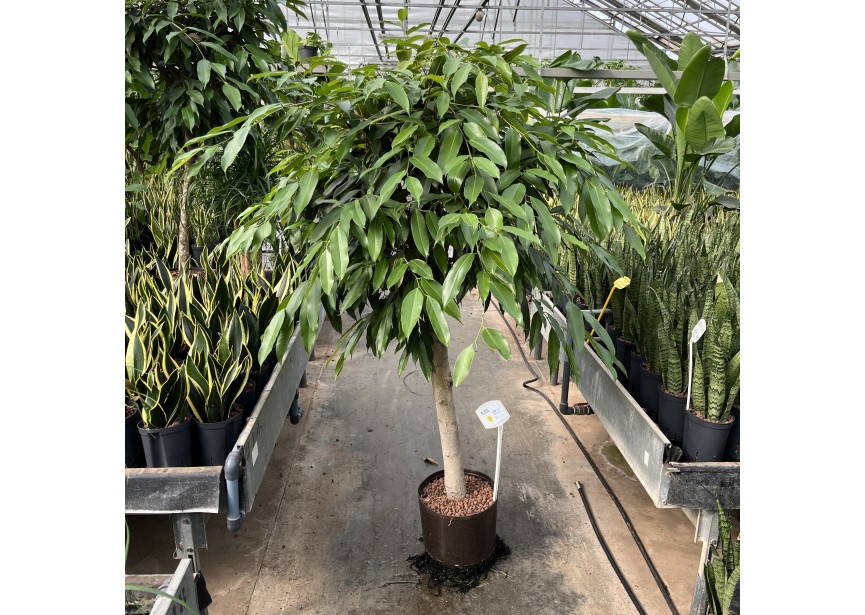 FICUS AMSTEL KING STAM 32/28 H180/190