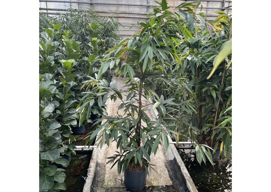 FICUS AMSTEL KING 1 PP 32/28 H210