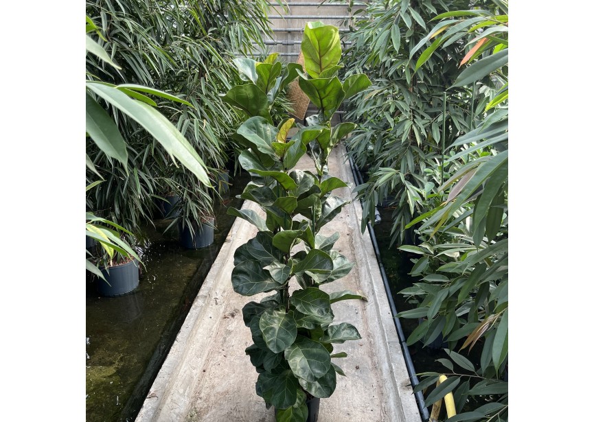 FICUS LYRATA BAMBINO 3PP 25-28/19 H130