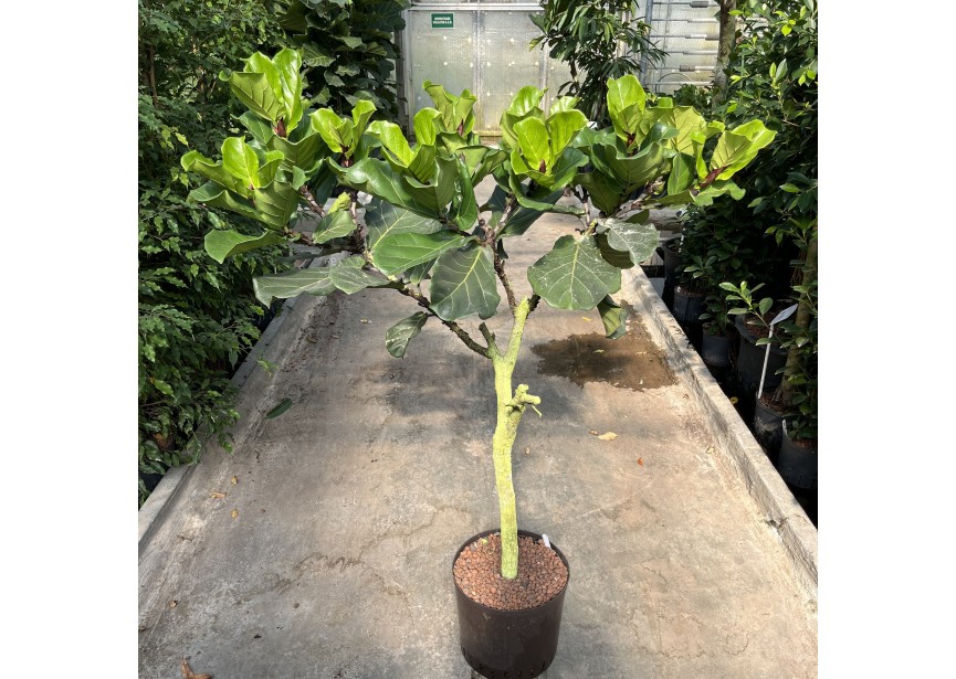 FICUS LYRATA STAMM 32/28  H150