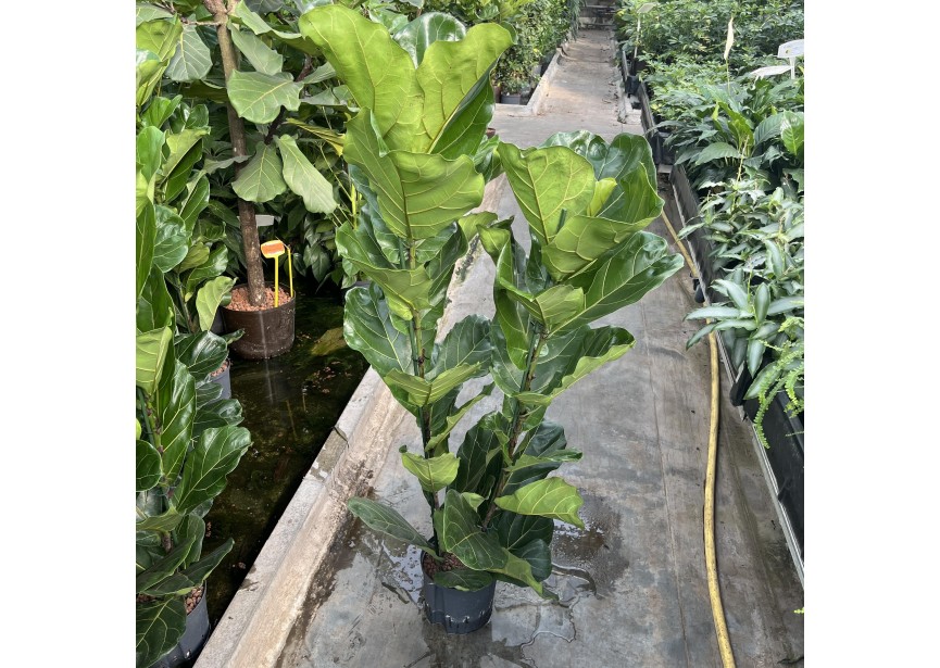 FICUS LYRATA 2PP 22/19 H140