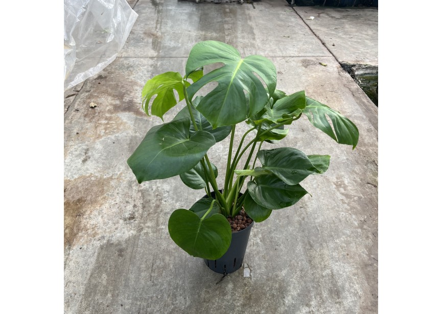 MONSTERA DELICIOSA 15/19 H60/70