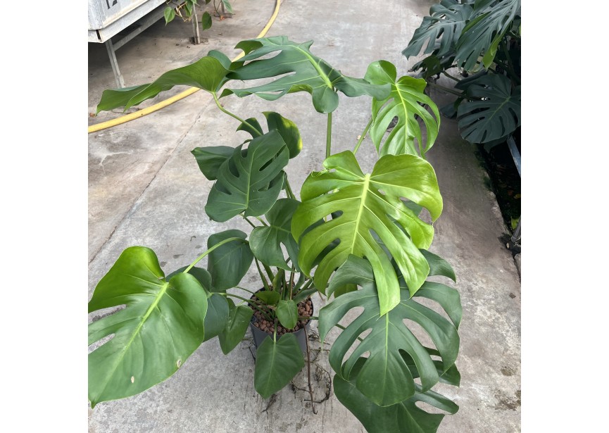 MONSTERA DELICIOSA 18/19 H60/70