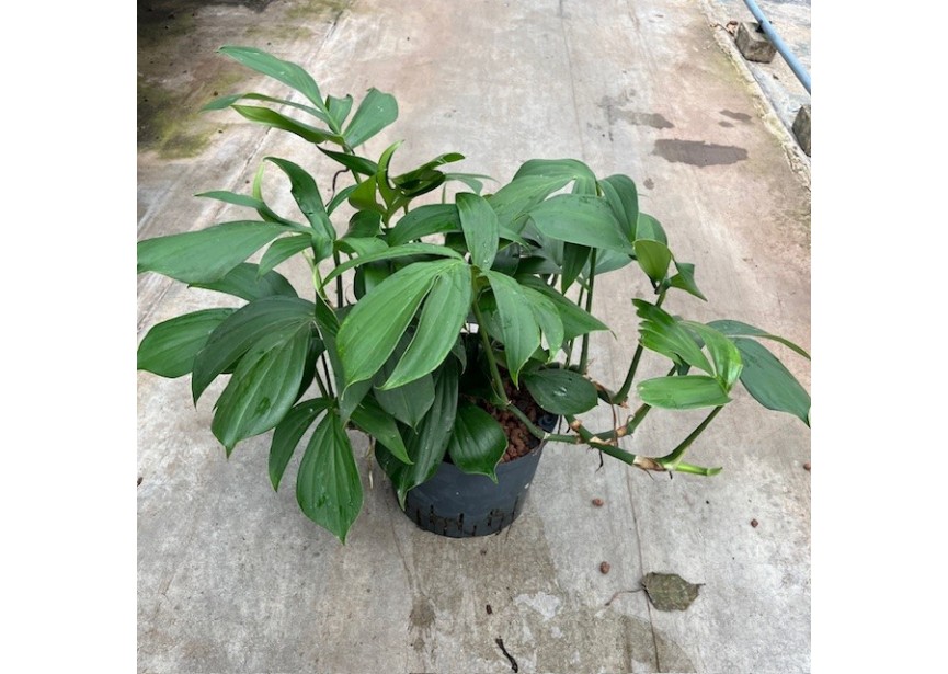 PHILODENDRON DRAGON TAIL 25/19 H60