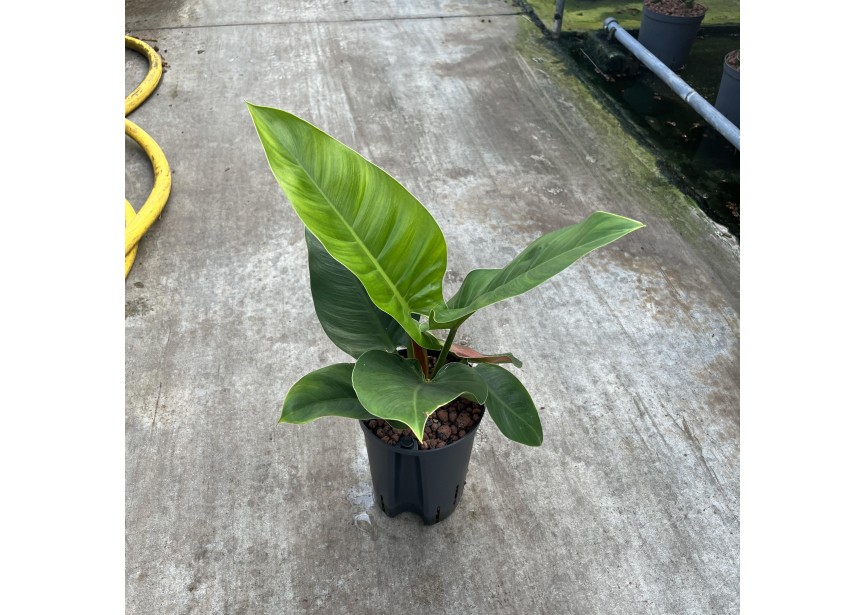 PHILODENDRON IMPERIAL GREEN  15/19 H40