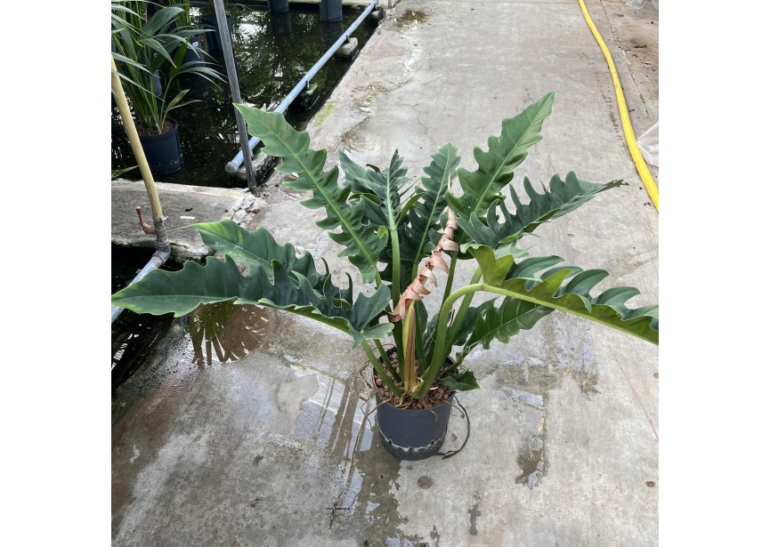 PHILODENDRON NARROW 18/19 H60