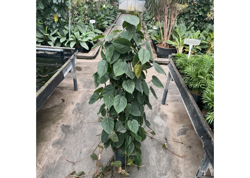 PHILODENDRON SCANDENS PIRAMIDE 18/19 H125