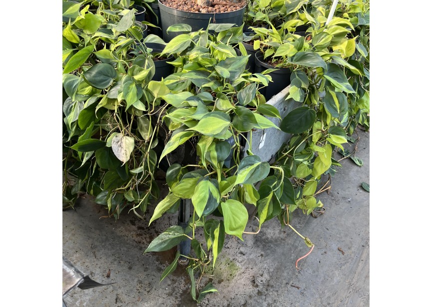 PHILODENDRON SCANDENS VARIEGATA 15/19 L80