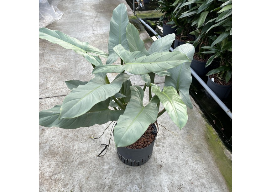 PHILODENDRON SILVER QUEEN 25/19 H70