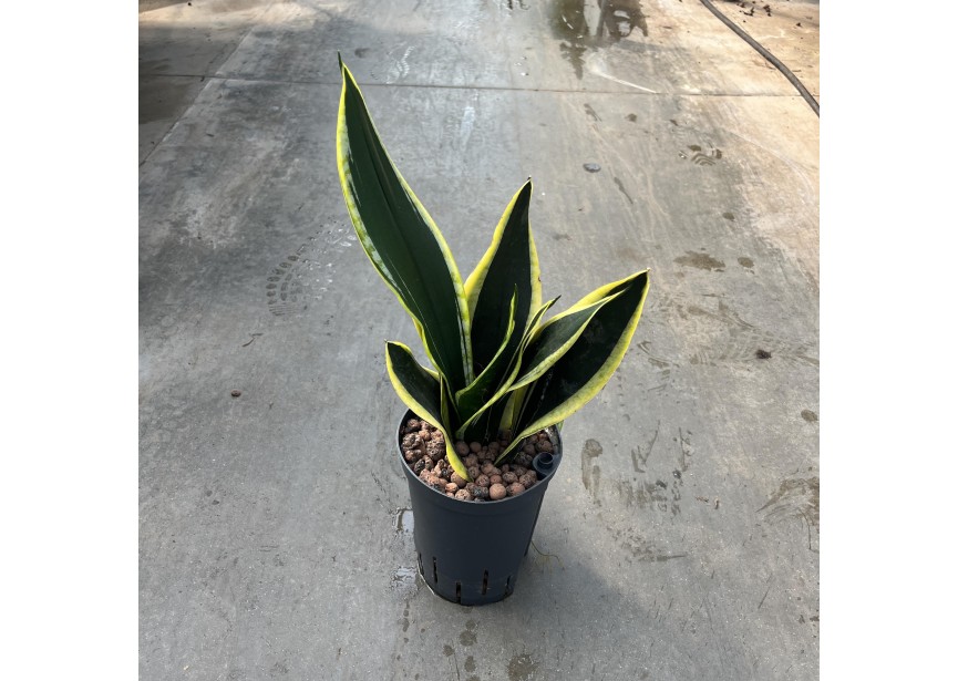 SANSEVIERIA BLACK GOLD 15/19 H45