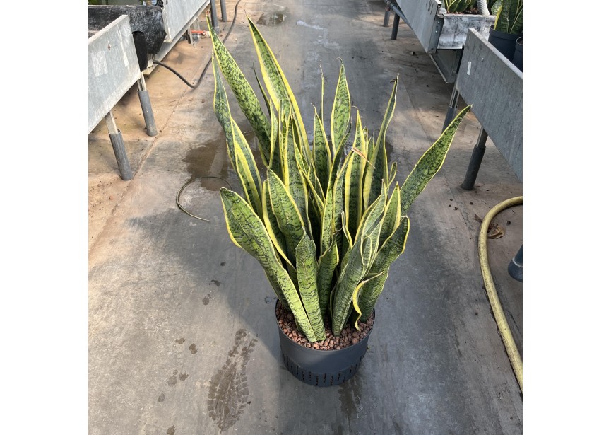 SANSEVIERIA LAURENTII 28/19 H80