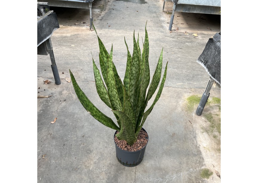 SANSEVIERIA SAUVAGE  22/19 1PP H80