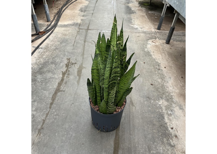 SANSEVIERIA ZEYLANICA 22/19 H65