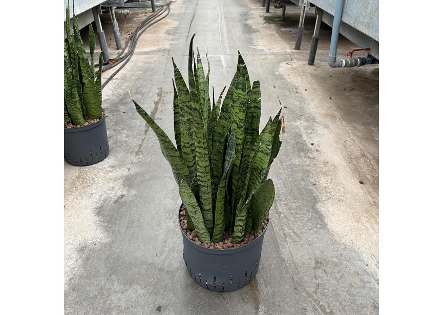 SANSEVIERIA ZEYLANICA 25/19 H60