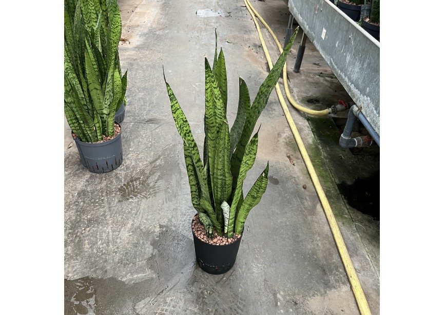 SANSEVIERIA ZEYLANICA 18/19 H80