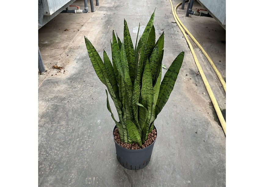 SANSEVIERIA ZEYLANICA 22/19 H80