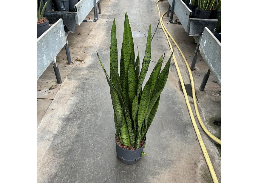 SANSEVIERIA ZEYLANICA 22/19 H100