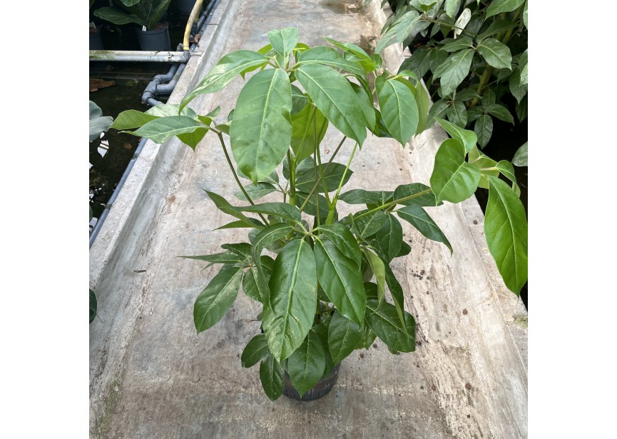 SCHEFFLERA AMATE 2PP 22/19 H100