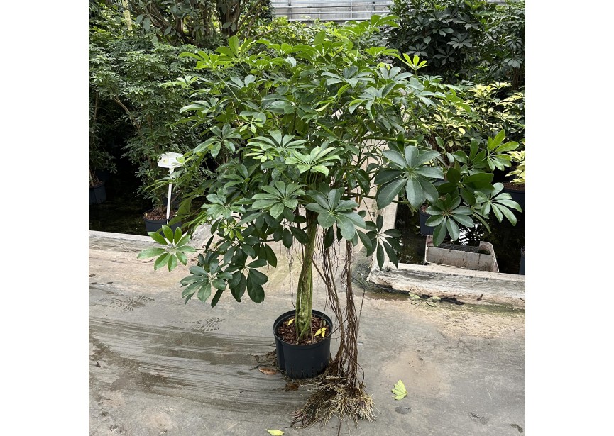 SCHEFFLERA COMPACTA STAM 25/19 H120