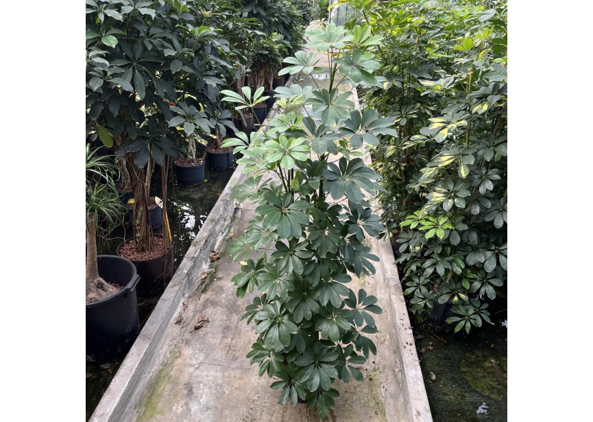 SCHEFFLERA COMPACTA 4 PP 22/19 H130