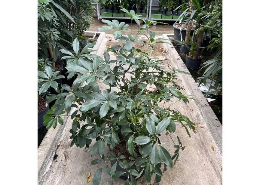 SCHEFFLERA COMPACTA VERTAKT 28/19 H80