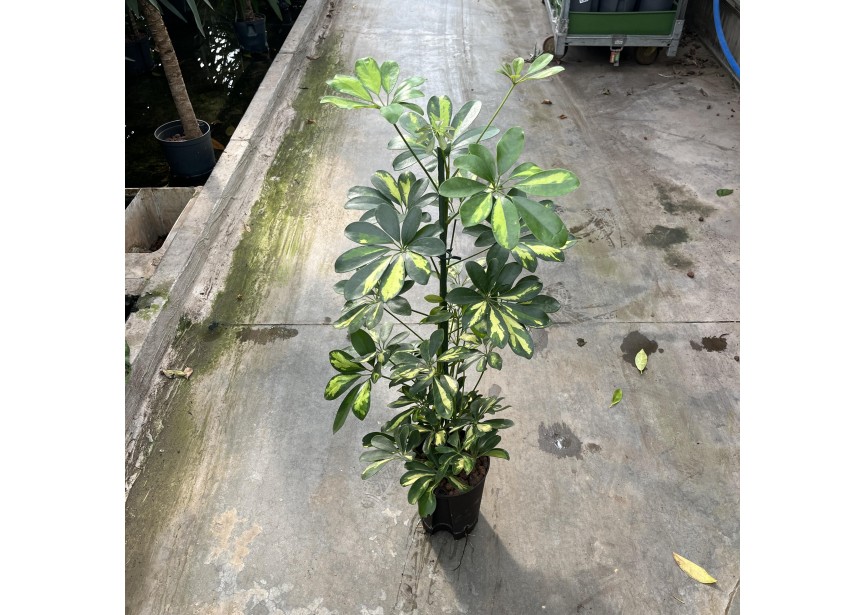 SCHEFFLERA GOLD CAPELLA 2PP 15/19 H80