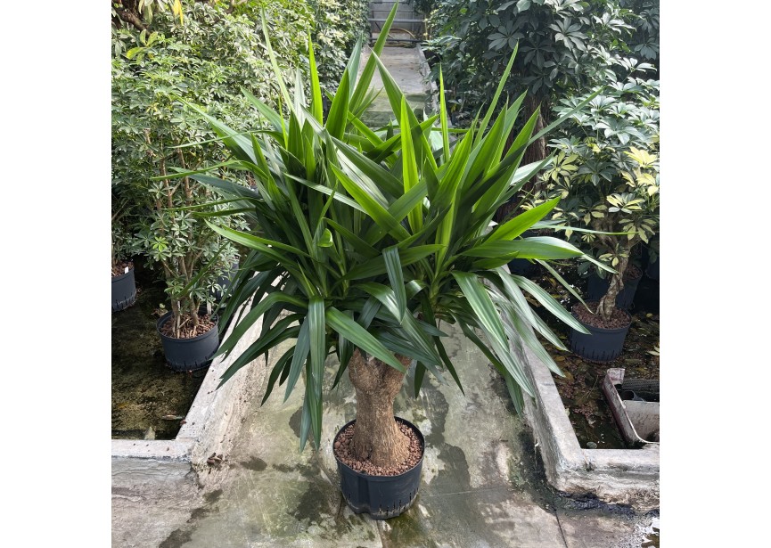 YUCCA RAMIFIE 25/19 H120