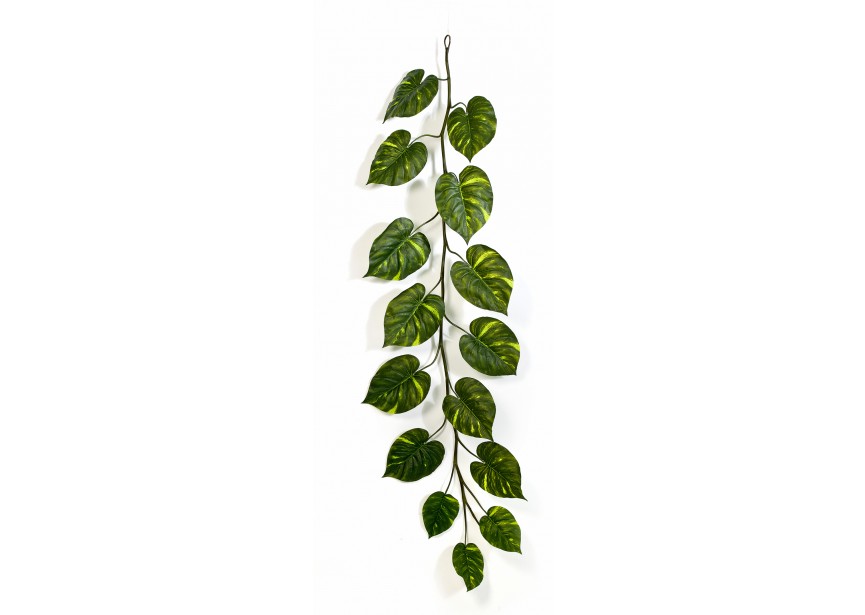 POTHOS GIANT GARLAND X15 H230