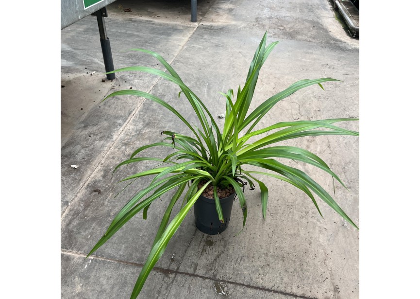 CHLOROPHYTUM COMMOSUM LEMON 15/19 H40