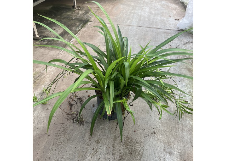 CHLOROPHYTUM COMMOSUM LEMON 22/19 H60