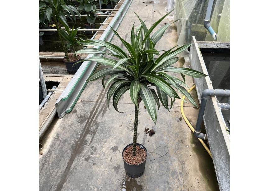 DRACAENA WARNECKII TWIN STAM 60 18/19 H100