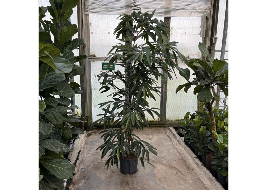 FICUS AMSTEL KING 1 PP 32/28 H250/260