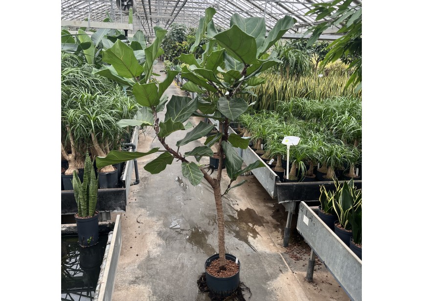 FICUS LYRATA STAMM 28/19 H180/190