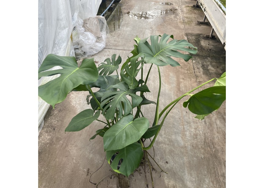 MONSTERA DELICIOSA 25/19 H80