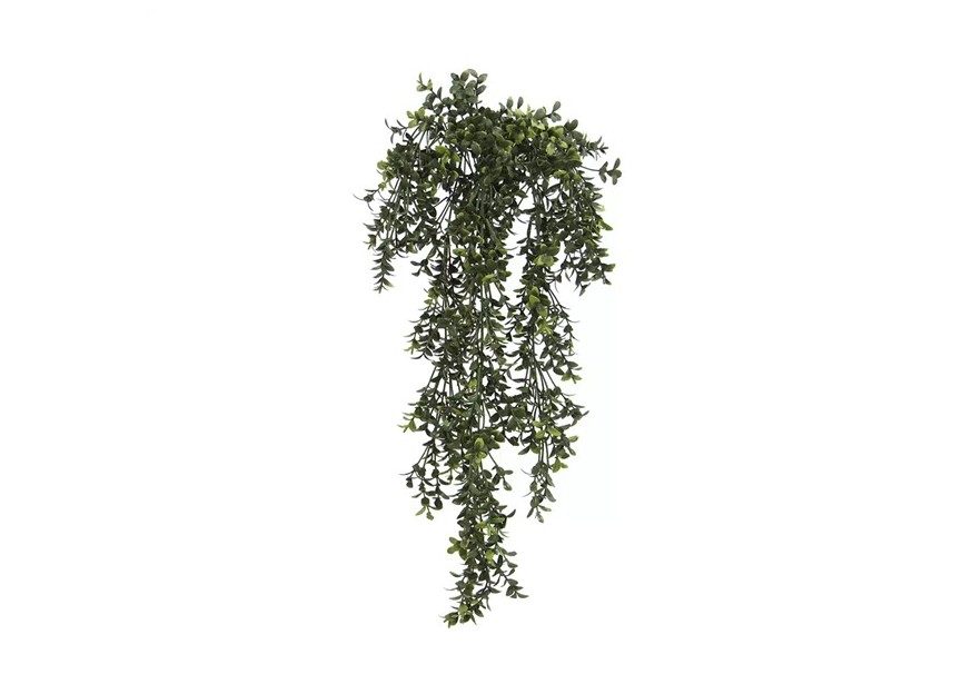 BUXUS TRAIL 60CM UV+FR