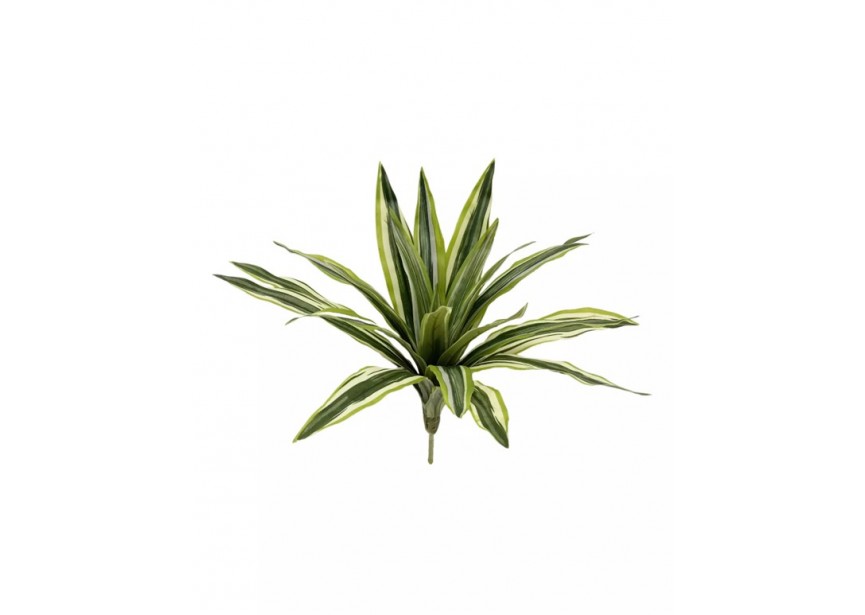 DRACAENA RIKI 30CM