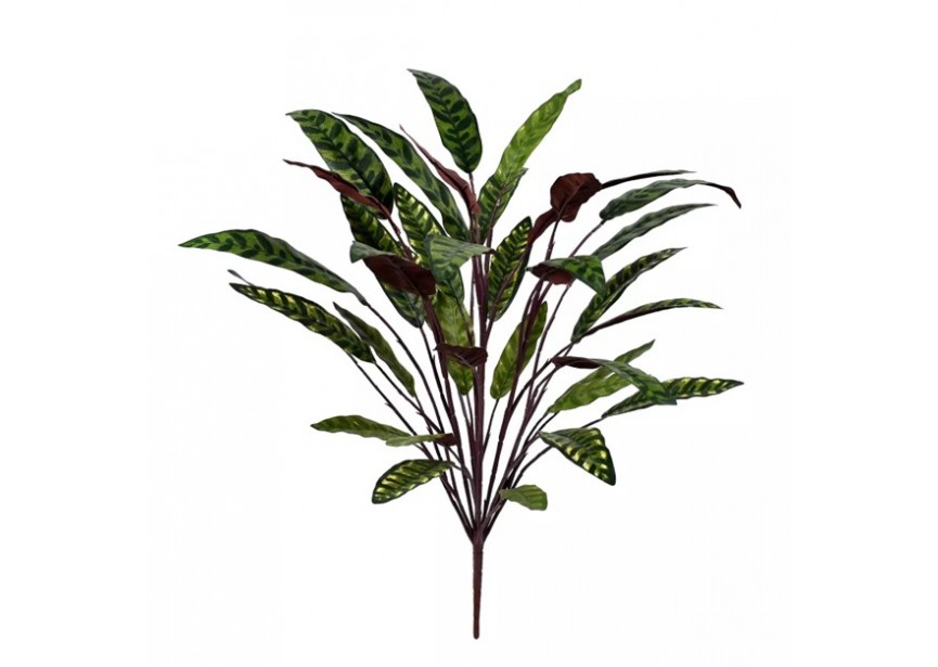 CALATHEA INSIGNIS XL 75CM FR