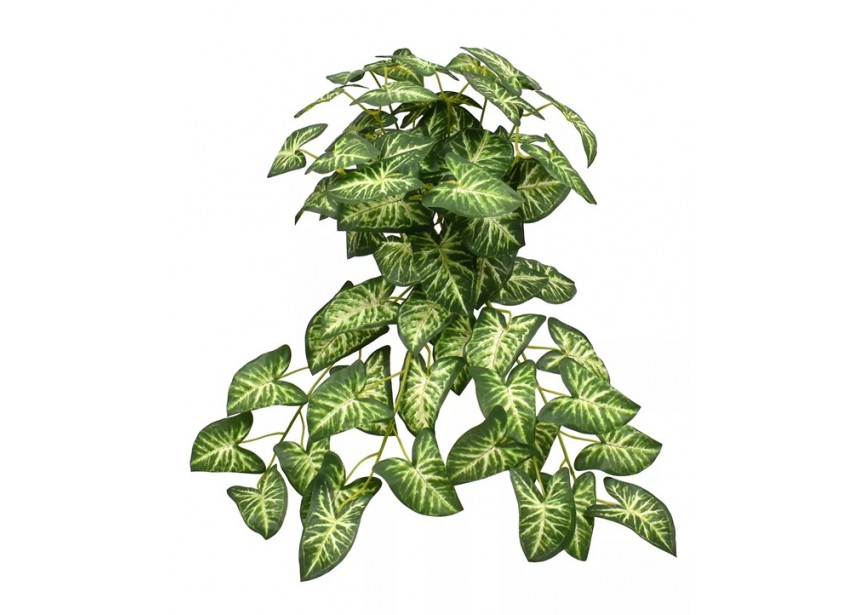 SYNGONIUM BUSH 40CM FR